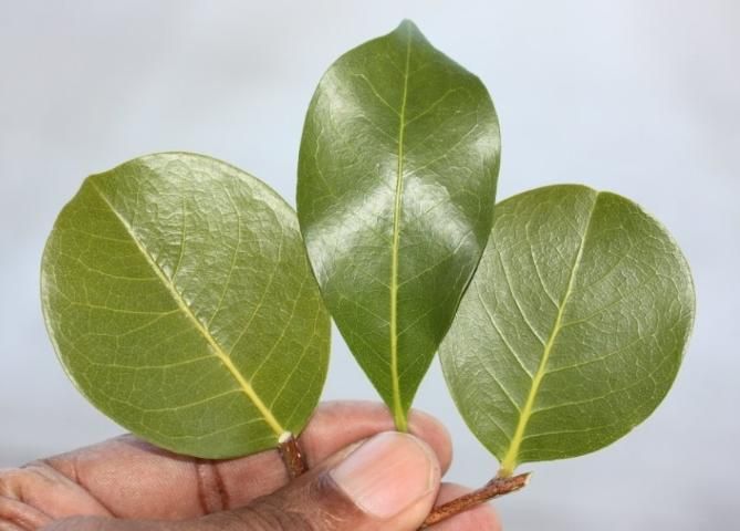 Figure 7. Leaf blades are broadly elliptic, obovate (center), or nearly round. Apices are rounded, abruptly pointed, or notched.