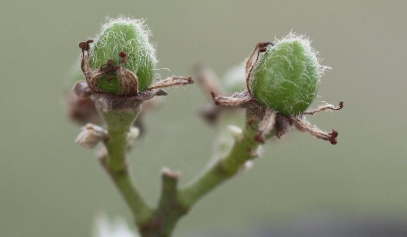 Figure 10. Shaggy, hairy ovaries that will become mature fruit.
