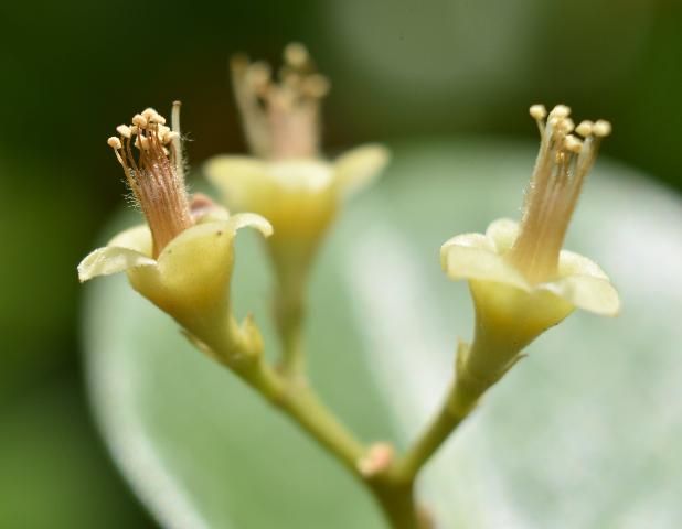 Figure 9. Flowers in cymule. The spreading, pale-yellowish structures are the sepals (petals have already apparently been shed).