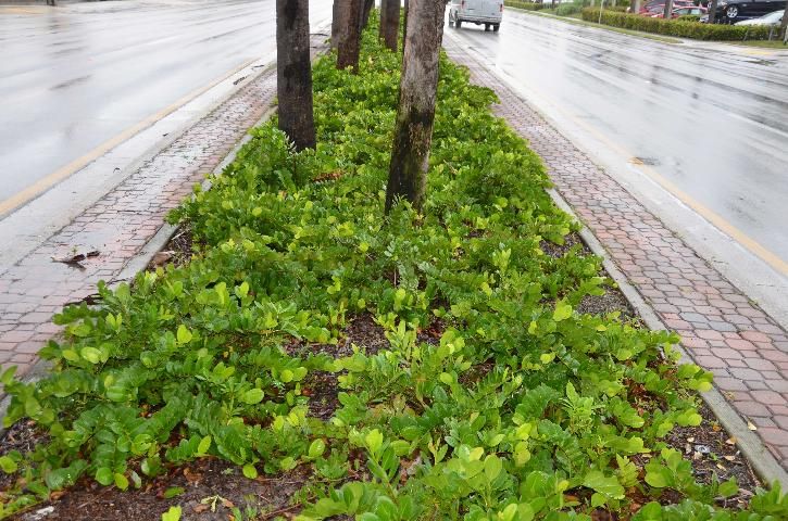 Figure 20. Recently planted 'Horizontal' cultivars in a 9-foot-wide roadway median.