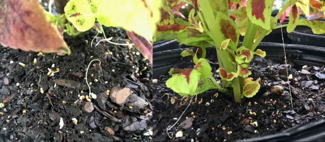 Figure 3. Dodder seedlings emerging (left) and beginning to attach to a coleus plant.