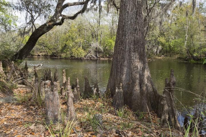 Figure 1. Baldcypress trees can often be seen on lake and river shores throughout Florida.
