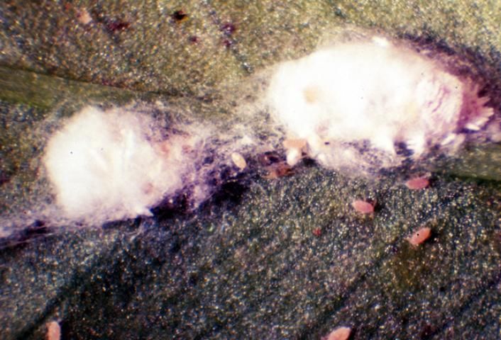 Figure 7. Mealybug egg sacs can contain up to 300 eggs.