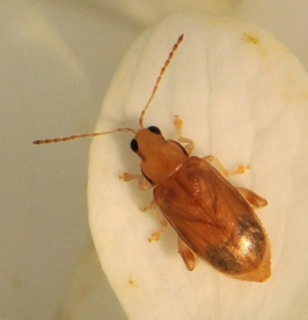Figure 3. The cypress leaf beetle.