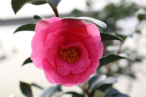 Camellia flowers come in a variety of colors including the popular bright pink.