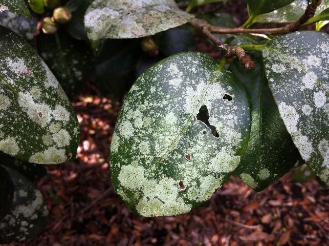 Camellia leaves with algal leaf spot.
