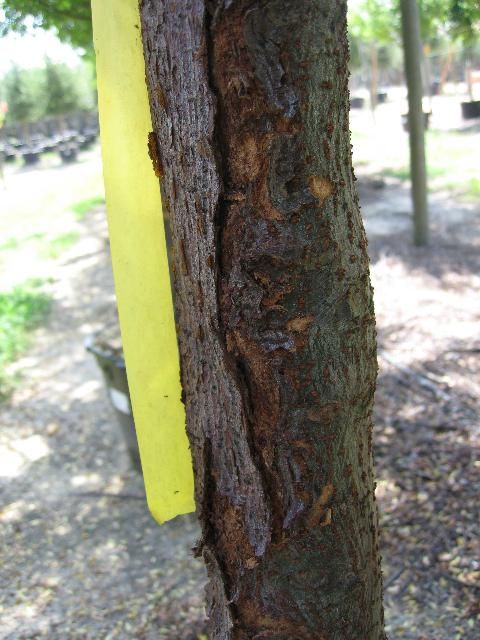 Figure 4. Young Chinese elm bark displaying canker symptoms.