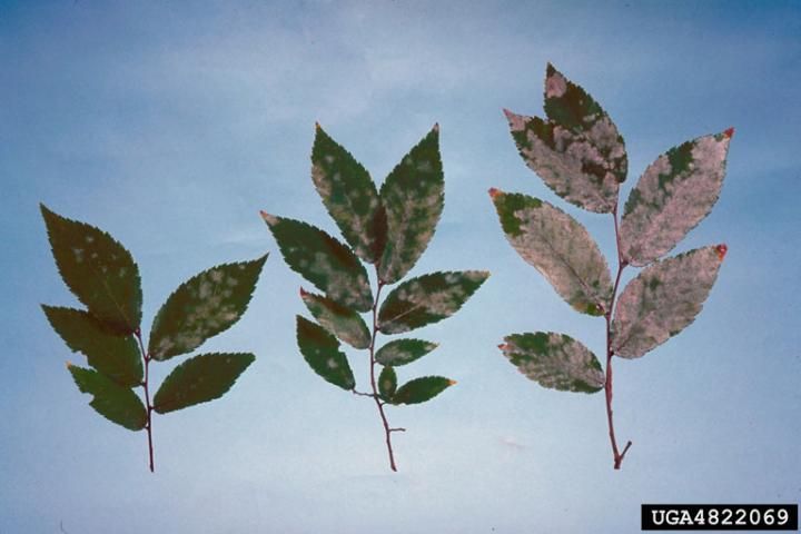 Figure 3. Various stages of powdery mildew infection on winged elm leaves.