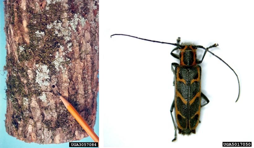 Figure 5. Left: Damage caused by elm borers. Right: Adult elm borer.