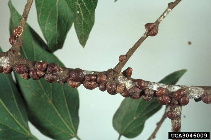 Figure 8. Lecanium scale infestation on sugarberry.