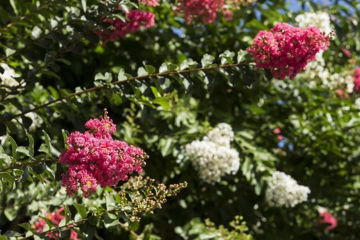 Crapemyrtle blooms.