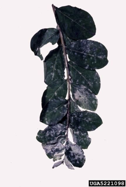 Powdery mildew damage on crapemyrtle leaves. 