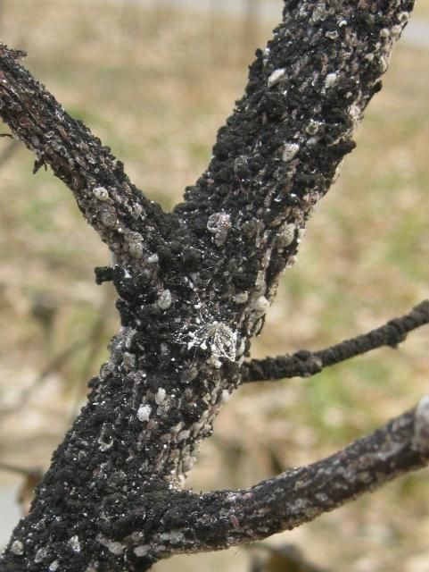 Note the black sooty mold coating the layers of white and grey scale, believed to be crapemyrtle bark scale, Eriococcus lagerstroemige.