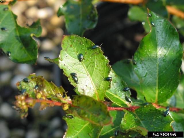Water primrose flea beetle (Altica litigata) on crapemyrtle leaves. 