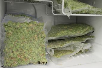 Figure 1. Dried hop cones packaged in multi-layer plastic bags stored in a small-volume, conventional freezer.