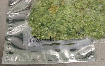Figure 2. Mylar foil vacuum seal (bottom left), empty; multi-layer plastic vacuum seal (top right), filled with processed whole Cascade hop cones.