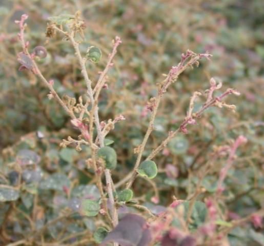 Figure 3. The effects of copper deficiency on Loropetalum leaves and new growth.