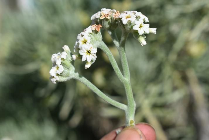 Figure 12. Flowers arranged on helicoid cymes in tight clusters of small, white flowers with greenish-yellow to pinkish throats.