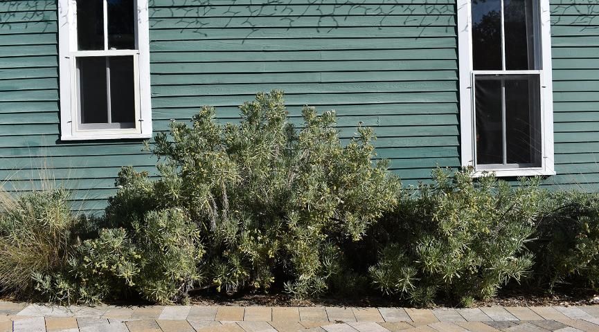 Figure 17. Sea lavender used as a foundation groundcover.