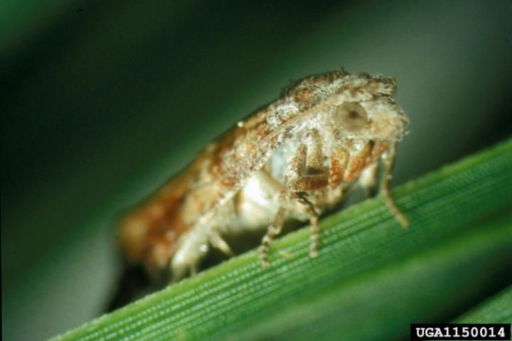 Figure 8. An adult Nantucket pine tip moth.