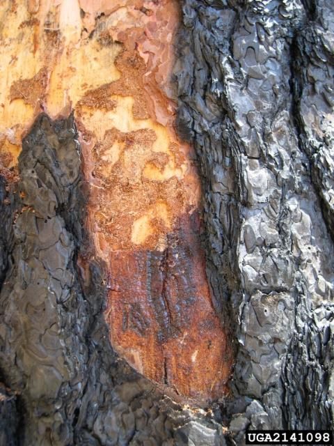Figure 2. Damage caused by a metallic wood borer on a pine tree. Notice the larvae feeding at the bottom burn margin.