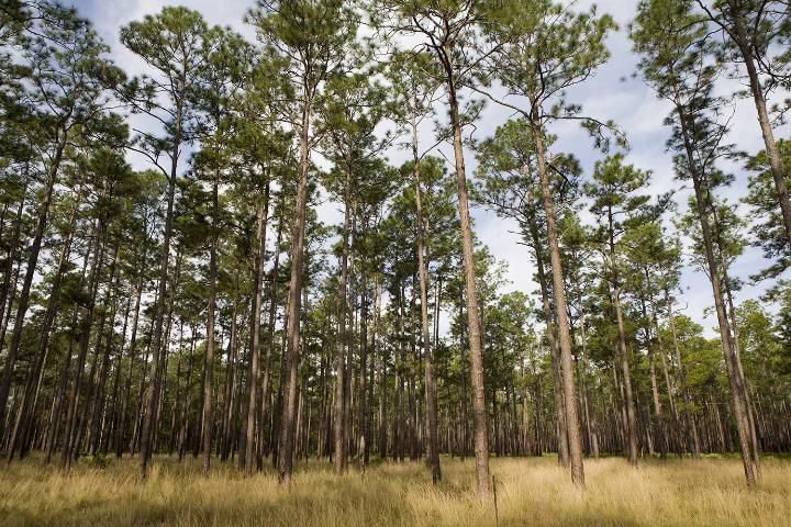 Figure 1. Mature Florida pine trees.