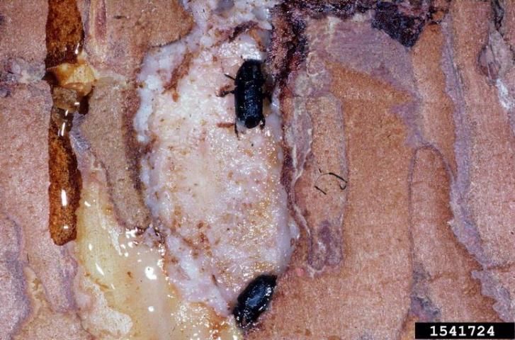 Figure 5. Adult black turpentine beetles.