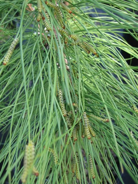 Figure 3. A group of blackheaded pine sawfly larvae feeding on a pine limb.