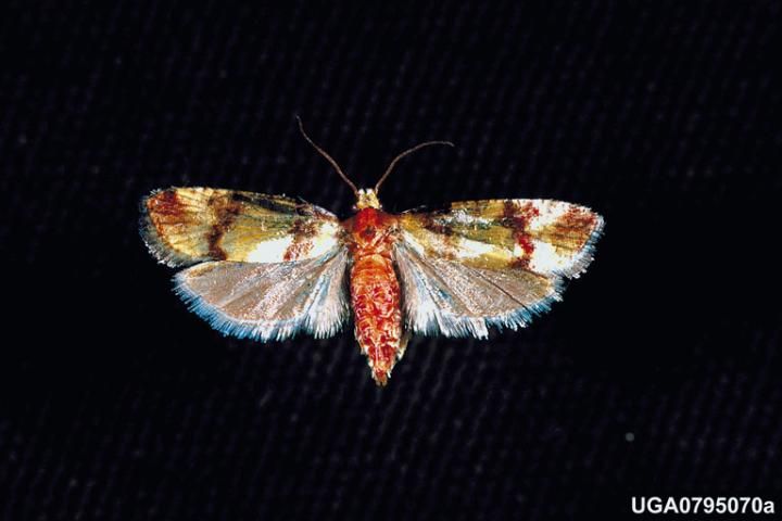 Figure 9. An adult subtropical pine tip moth.