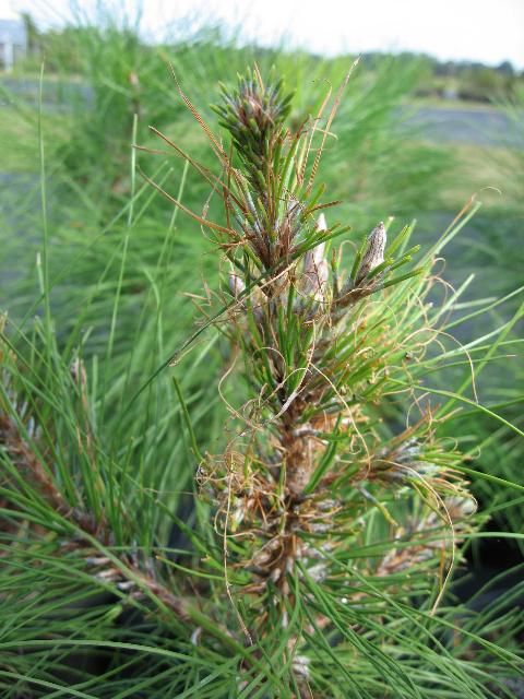 Figure 4. Pine sawfly damage on a pine tree.