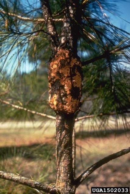 Figure 10. A pine displaying symptoms of the fruiting aecial stage of fusiform rust.