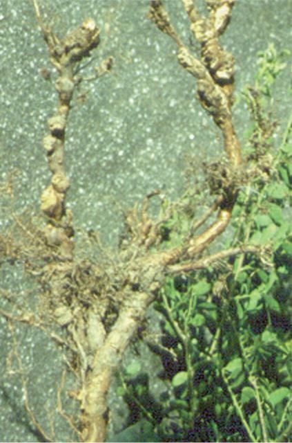 Figure 7. Galls produced by root-rot nematodes problems on a Japanese holly.