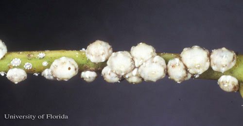 Figure 2. Adult Florida wax scales; a few nymphs are visible on the left.