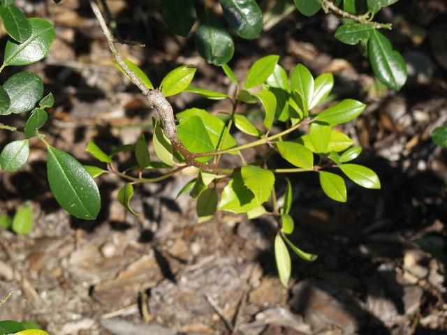 Figure 6. Evidence of Sphaeropsis or witches broom on East Palatka holly.