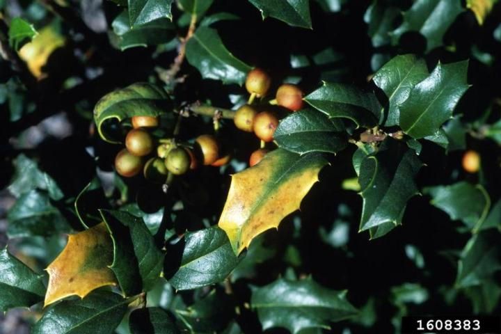 Figure 8. Magnesium deficiency on Holly leaves.