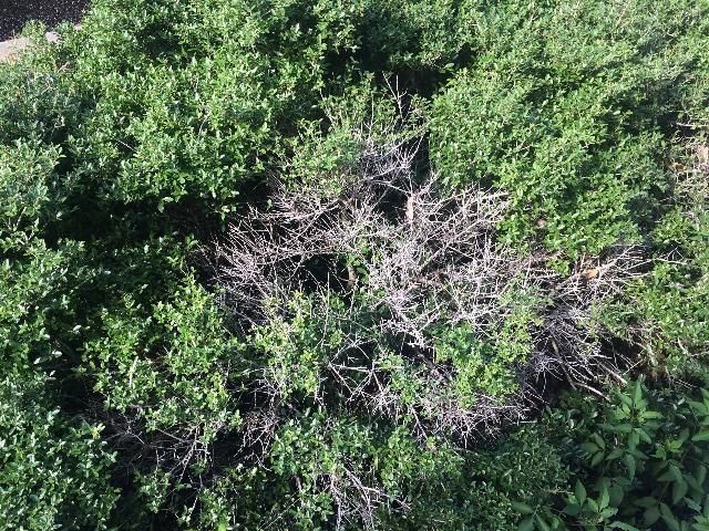 Figure 5. Hollies exhibiting signs of dieback.