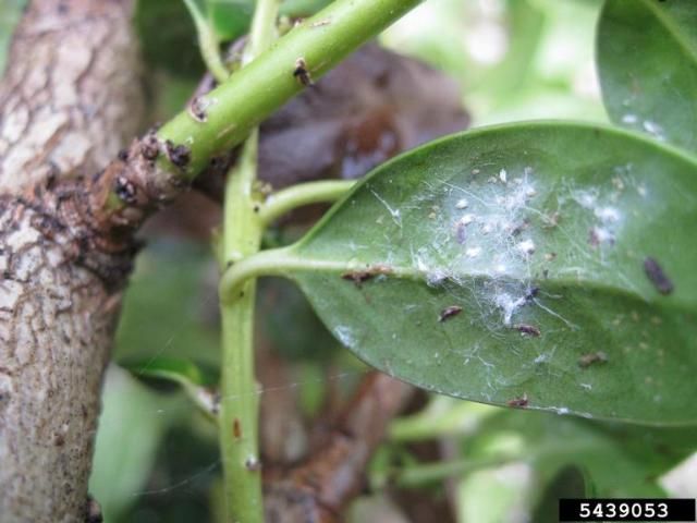 Figure 3. Ilex sp. showing symptoms of tea scale infestation.