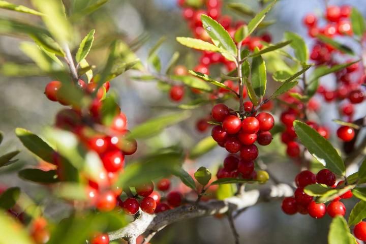Figure 1. Hollies are known for their woody branches and vibrant red berries.