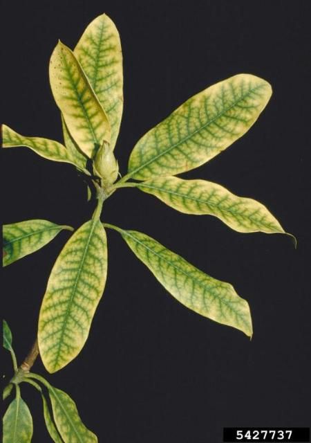 Figure 15. Azalea leaves showing symptoms of interveinal chlorosis due to iron deficiency.