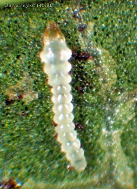Figure 6. Mature larva of the azalea leafminer.