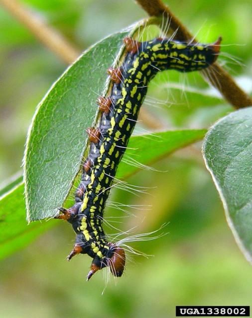 Figure 2. An adult azalea caterpillar.