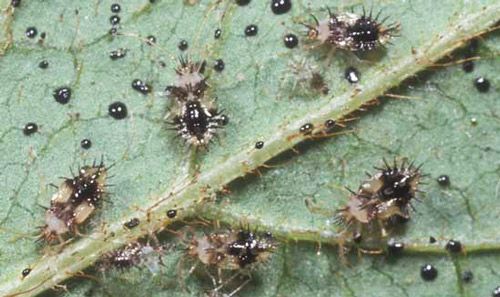 Figure 3. Azalea lace bug nymphs.