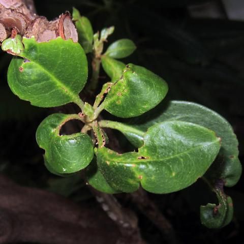 Figure 7. Damage caused by Rhododendron gall midge.