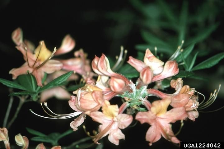 Figure 13. Azalea petals showing petal blight symptoms.