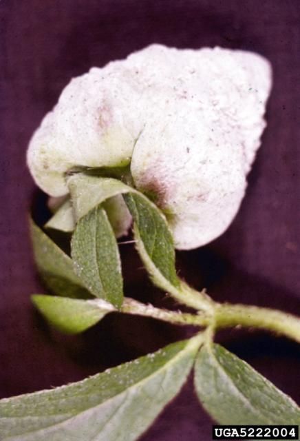 Figure 9. Exobasidium vaccinii grows on an azalea leaf and flower.