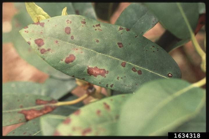 Figure 10. Azalea leaves showing symptoms of Cercospora leaf spot.