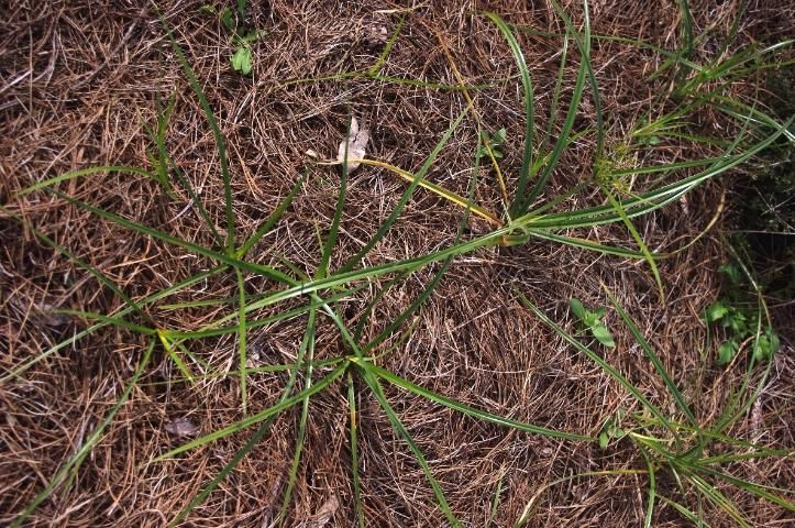 Yellow nutsedge growing in a landscape bed mulched with pine straw.