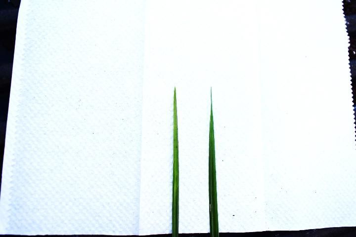 Leaf tips of purple nutsedge (left) and yellow nutsedge (right). Note how the leaf tip of purple nutsedge abruptly tapers at the tip, whereas yellow nutsedge has long attenuated tips.