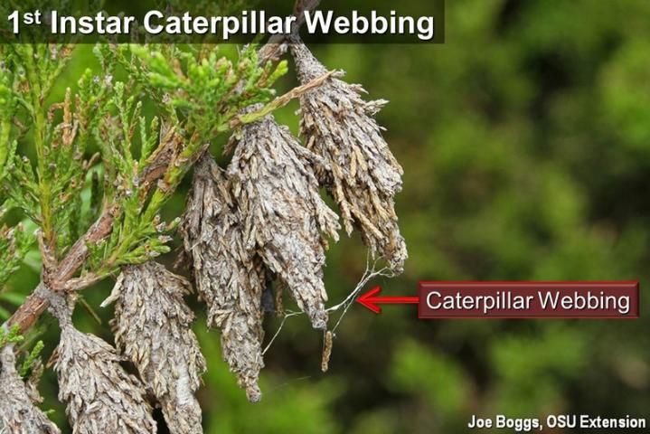 Caterpillar webbing on juniper.