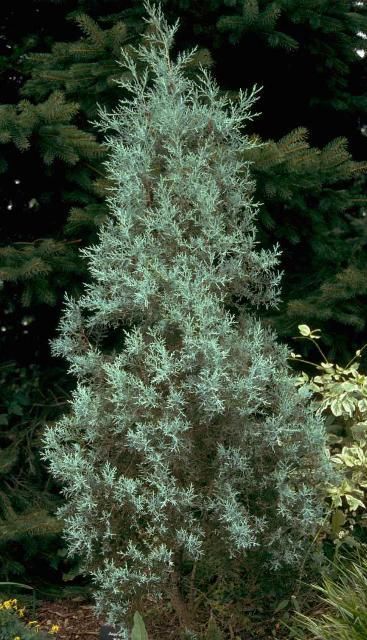 Juniperus deppeana in a landscape.